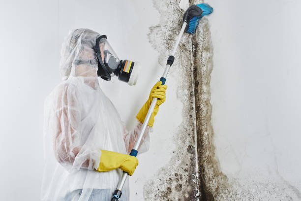 Best Water Damage & Mold Remediation  in Lakewood Park, FL