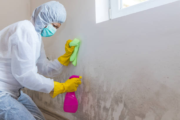 Best Black Mold Removal  in Lakewood Park, FL